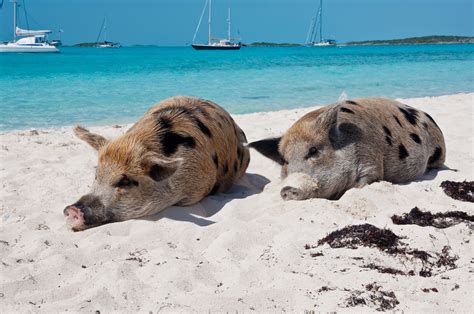 pigs in nassau|How To Swim With Pigs In The Bahamas At Pig Beach